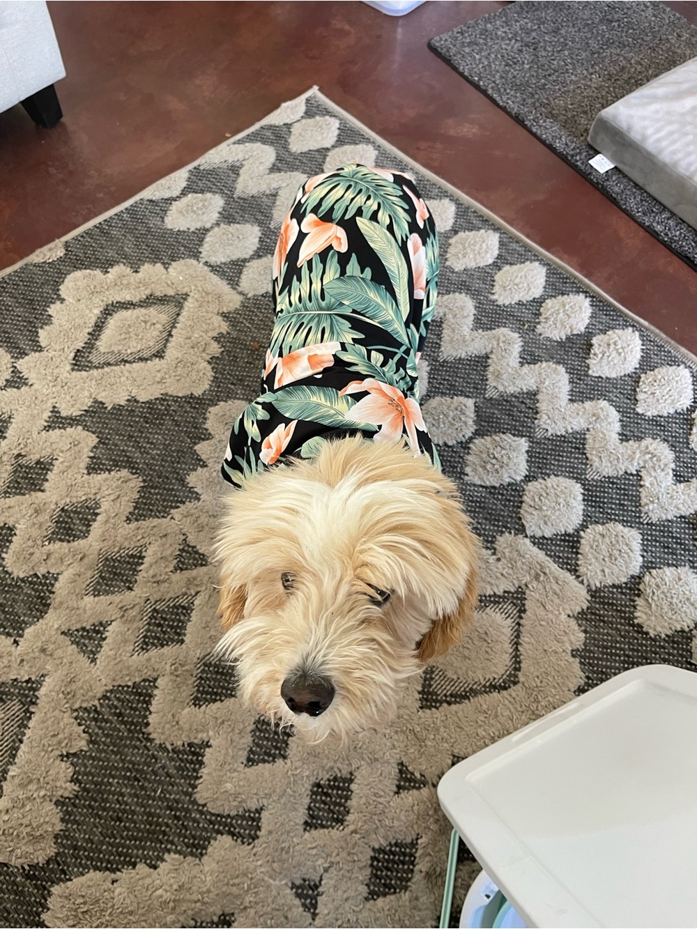 Abuelo’s Retirement Fit